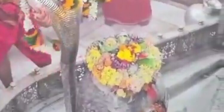 आज नाग पंचमी पर उज्जैन के राजा श्री महाकालेश्वर ज्योतिर्लिंग ने धारण किये रजत वासुकी, एवं प्रातः दिव्य अलौकिक आरती दर्शन।