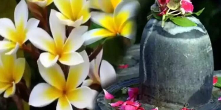 नागकेसर का फूल,सावन में शिव को चढ़ाएं
