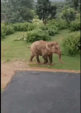 शावक के साथ रिहायशी इलाके में पहुंची मादा हाथी, मची अफरा-तफरी, एक बाइक को पहुंचा नुकसान, वन विभाग की टीम जंगल लौटाने में जुटी, लोगों से सतर्क रहने की अपील VIDEO