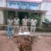 *गांजे की थैली के साथ स्कूल के पास पकड़ी गई शातिर* *महिला, बिलहरी पुलिस की दबिश में धराई*