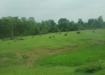मां वीरासन मार्ग के पास के जंगल में लगातार हो रही पेड़ की कटाई