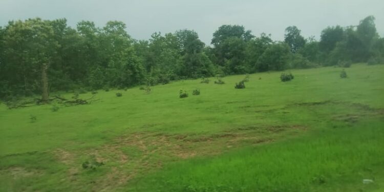 मां वीरासन मार्ग के पास के जंगल में लगातार हो रही पेड़ की कटाई