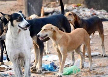 नगर में कुत्तों का आतंक,पागल कुत्ते लोगों को काटकर रहे जख्मी…।