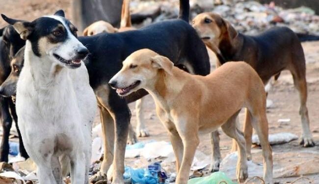 नगर में कुत्तों का आतंक,पागल कुत्ते लोगों को काटकर रहे जख्मी…।