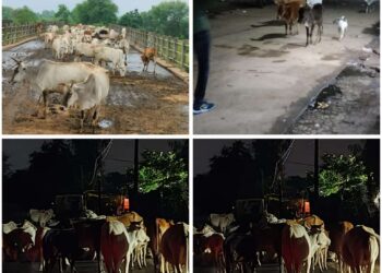 मवेशियों को खुला छोड़ रहे पशु मालिक, जिम्मेदार बेखबर  उमरियापान से स्लीमनाबाद, ढीमरखेड़ा और सिहोरा मार्ग पर हर गांव में सड़कों पर मवेशियों का जमावड़ा, कलेक्टर के आदेश भी बेअसर