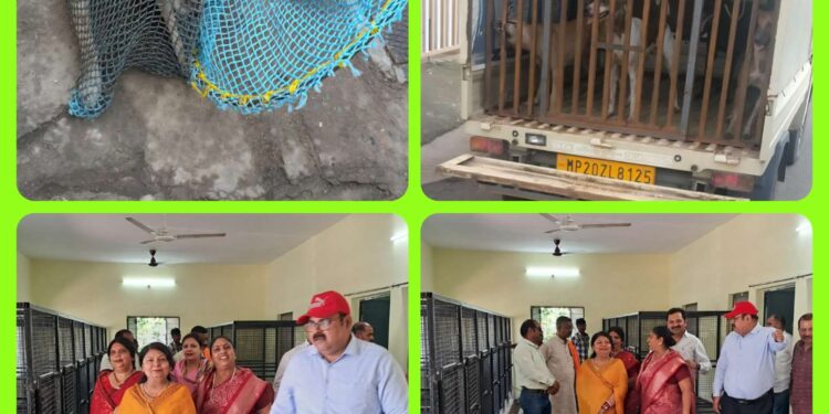 *आवारा श्वानों की समस्या के निराकरण हेतु नगर निगम की एनिमल बर्थ कंट्रोल यूनिट प्रारंभ* *4 आवारा श्वानों को भेजा गया एनिमल बर्थ कंट्रोल रूम*