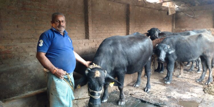 डेढ़ लाख की भैंस आधे दाम में