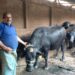 डेढ़ लाख की भैंस आधे दाम में
