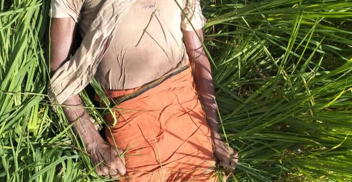 *कटनी के कैलवारा कला में करंट लगने से किसान बिहारी लाल पटेल की दर्दनाक मौत* *मौत का कारण बिजली विभाग की लापरवाही बताई जा रही,*