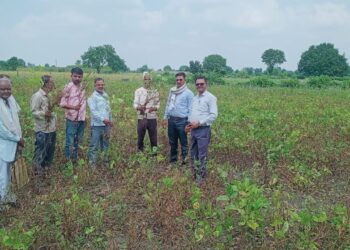 सोयाबीन फसल में फैला पीला मोजेक रोग सर्व चालू..अधिकारी/पटवारी पहुंचे खेतों पर… ग्राम चाकरोद