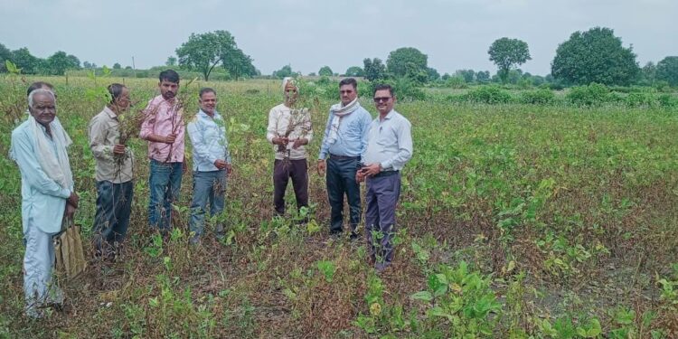 सोयाबीन फसल में फैला पीला मोजेक रोग सर्व चालू..अधिकारी/पटवारी पहुंचे खेतों पर… ग्राम चाकरोद