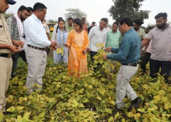 कलेक्टर सुश्री बाफना ने विभिन्न ग्रामों में जाकर खराब हुई सायोबीन फसलों का निरीक्षण किया