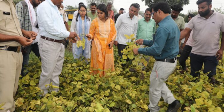 कलेक्टर सुश्री बाफना ने विभिन्न ग्रामों में जाकर खराब हुई सायोबीन फसलों का निरीक्षण किया