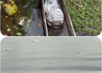 बिलहरी के ऐतिहासिक लक्ष्मण सागर तालाब में मछलियों की मौत का सिलसिला जारी