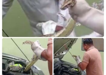 घर के बाहर खड़ी कार के बोनट में अजगर घुस गया, रेस्क्यू का पूरा Video देखिए !!
