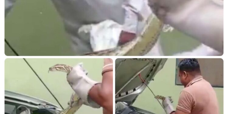 घर के बाहर खड़ी कार के बोनट में अजगर घुस गया, रेस्क्यू का पूरा Video देखिए !!