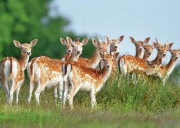 34 कृष्णमृगों को पकड़कर गाँधीसागर वन्यजीव अभयारण्य जंगल में छोड़ा