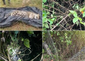 गोयनका के रसूख के आगे झुका वन विभाग!  गोयनका फार्म हाउस में तेंदुआ का शिकार — सबूतों के बावजूद जंगली सूअर बता रहा वन विभाग