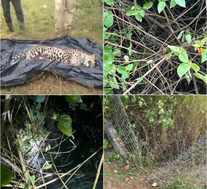 गोयनका के रसूख के आगे झुका वन विभाग! गोयनका फार्म हाउस में तेंदुआ का शिकार — सबूतों के बावजूद जंगली सूअर बता रहा वन विभाग