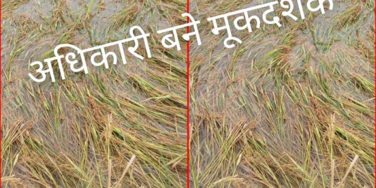 *💥अचानक बारिश से खेत-खलिहान नष्ट, किसानों की मेहनत पर फिरा पानी — जिम्मेदार अधिकारी बने मूकदर्शक💥*