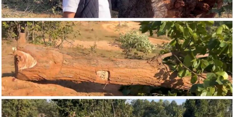 सिंगरौली के जंगलों में 800 पुलिसकर्मी लगाए गए हैं, सच्चाई छुपाने के लिए, पर मुझे सच दिखने से कोई नहीं रोक सकता, सारी दुनिया देखे सिंगरौली में क्या हो रहा है। उमंग सिंघार 