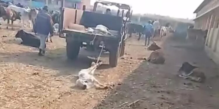 जनप्रतिनिधियों की उदासीनता से बेहरावल गौशाला में मौत का तांडव | रोज मर रही 2–5 गायें | शाजापुर MP