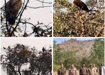 रीठी वन क्षेत्र में पहली बार रिपोर्ट हुए राजगिद्ध,,
