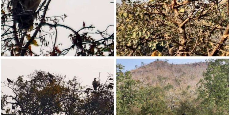 रीठी वन क्षेत्र में पहली बार रिपोर्ट हुए राजगिद्ध,,