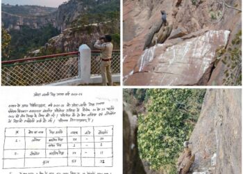 *प्रदेशव्यापी गिद्ध गणना वर्ष 2025-26*