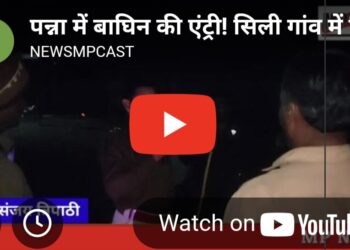 गुनौर में बाघिन का आतंक: शावकों के साथ रिहायशी इलाके में पहुंची ‘जंगल की रानी’