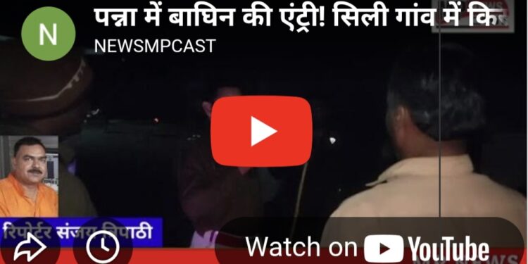 गुनौर में बाघिन का आतंक: शावकों के साथ रिहायशी इलाके में पहुंची ‘जंगल की रानी’