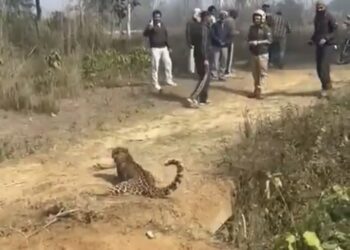 🐆 जाल में फंसा तेंदुआ हुआ बेकाबू! वन दरोगा पर झपटा, जान बचाकर भागे अधिकारी देखे VIDEO
