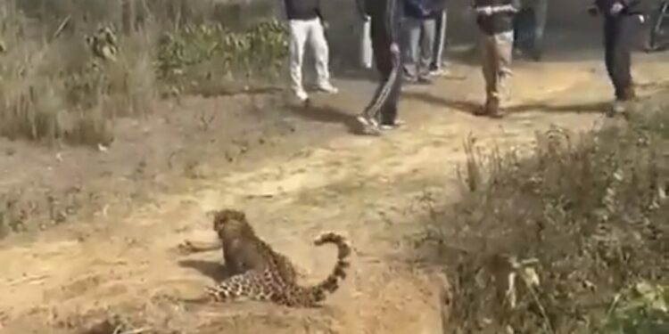🐆 जाल में फंसा तेंदुआ हुआ बेकाबू! वन दरोगा पर झपटा, जान बचाकर भागे अधिकारी देखे VIDEO