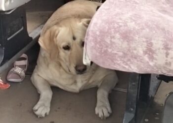 शादी समारोह में पालतू कुत्ते को लेकर बवाल, जयमाल के बाद टूटी शादी