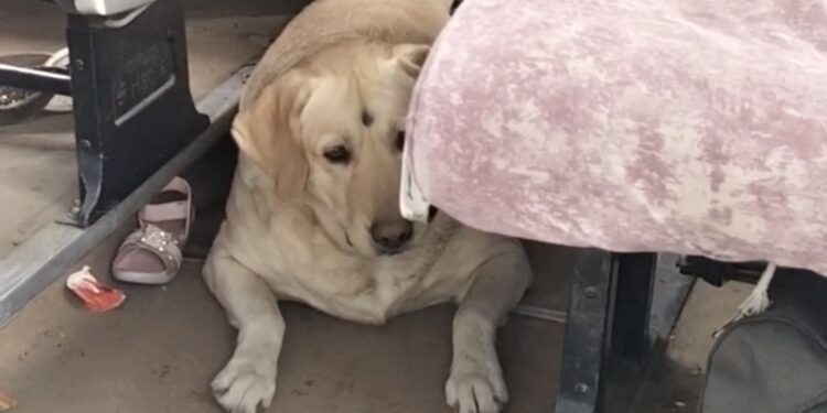 शादी समारोह में पालतू कुत्ते को लेकर बवाल, जयमाल के बाद टूटी शादी