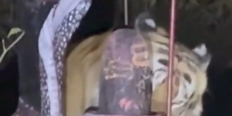 कटनी के जंगल में अद्भुत नज़ारा शिवलिंग पर सिर रगड़ता दिखा बाघ Viral Video