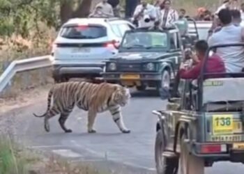 OMG! सड़क पार करता बाघ… और पर्यटकों की खतरनाक हरकत कैमरे में कैद! | Bandhavgarh Tiger VIDEO