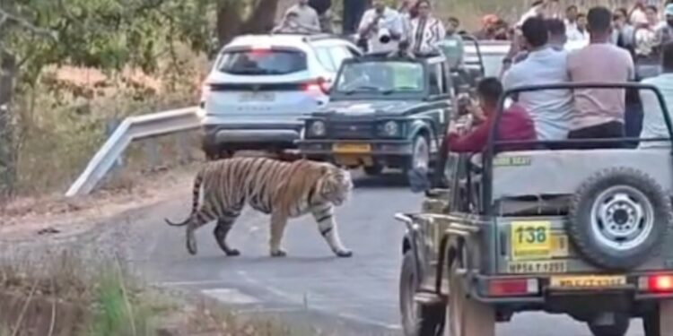 OMG! सड़क पार करता बाघ… और पर्यटकों की खतरनाक हरकत कैमरे में कैद! | Bandhavgarh Tiger VIDEO