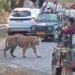 OMG! सड़क पार करता बाघ… और पर्यटकों की खतरनाक हरकत कैमरे में कैद! | Bandhavgarh Tiger VIDEO