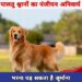 शहर में डॉग रजिस्ट्रेशन जरूरी, निगम ने जारी की अपील