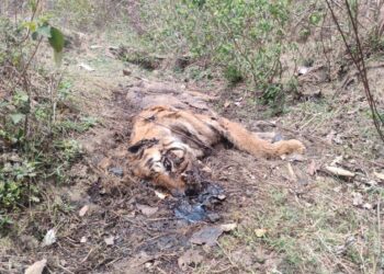 🐅💥 जंगल में मिला बाघ का क्षत-विक्षत शव! उमरिया में मचा हड़कंप देखे VIDEO