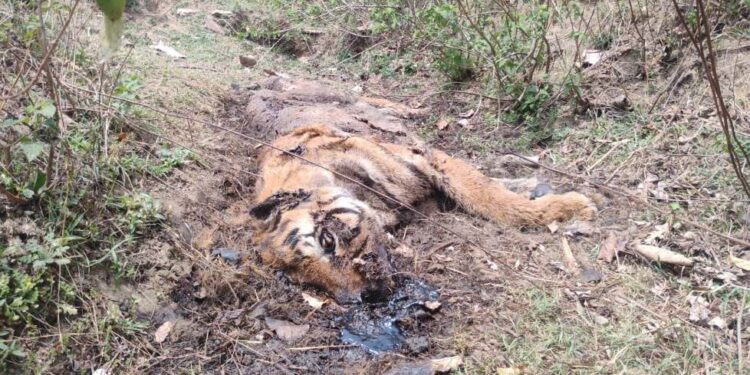 🐅💥 जंगल में मिला बाघ का क्षत-विक्षत शव! उमरिया में मचा हड़कंप देखे VIDEO