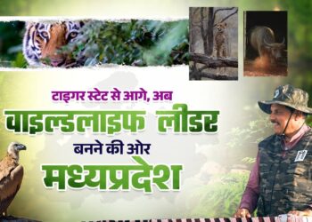 *जंगल में दौड़ने को तैयार मादा चीता, टाइगर स्टेट से आगे अब MP को ‘वाइल्डलाइफ लीडर’ बना रहे सीएम डॉ. यादव*