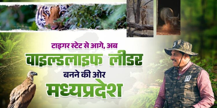 *जंगल में दौड़ने को तैयार मादा चीता, टाइगर स्टेट से आगे अब MP को ‘वाइल्डलाइफ लीडर’ बना रहे सीएम डॉ. यादव*