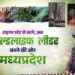 *जंगल में दौड़ने को तैयार मादा चीता, टाइगर स्टेट से आगे अब MP को ‘वाइल्डलाइफ लीडर’ बना रहे सीएम डॉ. यादव*