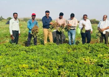 *ग्रीष्मकालीन मूंगफली किसानों के लिए लाभकारी विकल्प : उप संचालक कृषि*  *अधिकारियों की टीम ने किसान के खेत पहुंचकर किया निरीक्षण*