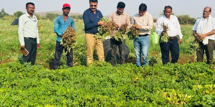 *ग्रीष्मकालीन मूंगफली किसानों के लिए लाभकारी विकल्प : उप संचालक कृषि* *अधिकारियों की टीम ने किसान के खेत पहुंचकर किया निरीक्षण*