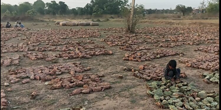 तेंदूपत्ता मजदूरों पर संकट! ठेकेदार ने अचानक बंद किया फड़, सैकड़ों बेरोजगार सुनिऐ मज़दूर की जुबानी
