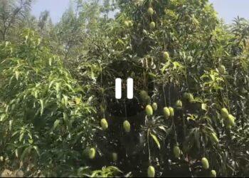 *नंदन फलोद्यान से निकला हरियाली का मार्ग: नान्हो यदुवंशी ने लगभग 500 पौधों से रचा जीवन-संग्राम*