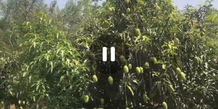 *नंदन फलोद्यान से निकला हरियाली का मार्ग: नान्हो यदुवंशी ने लगभग 500 पौधों से रचा जीवन-संग्राम*